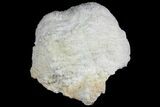 Cave Calcite (Aragonite) Formation - Fluorescent #134938-2